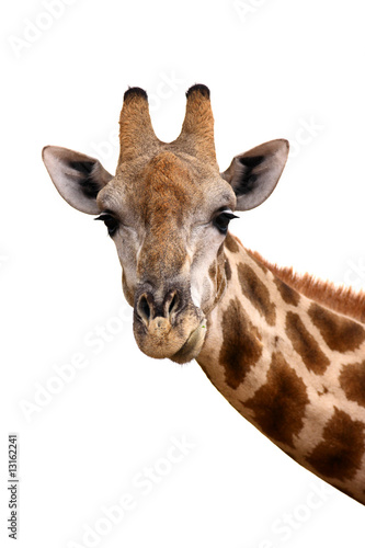 Giraffe portrait © JohanSwanepoel