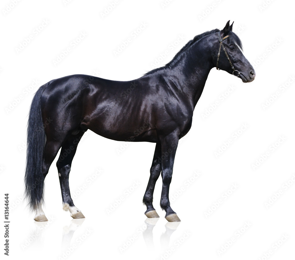 Fototapeta Trakehner czarny ogier - forma konia