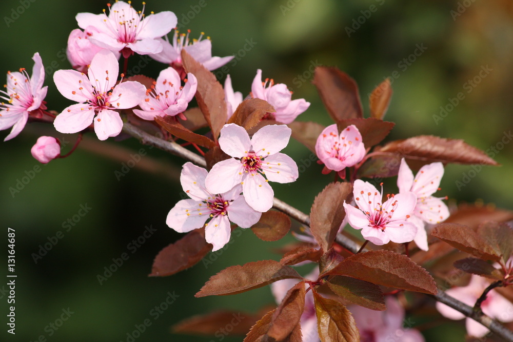 Obraz premium Cerisier du Japon