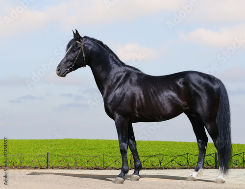 Trakehner black stallion - horse form