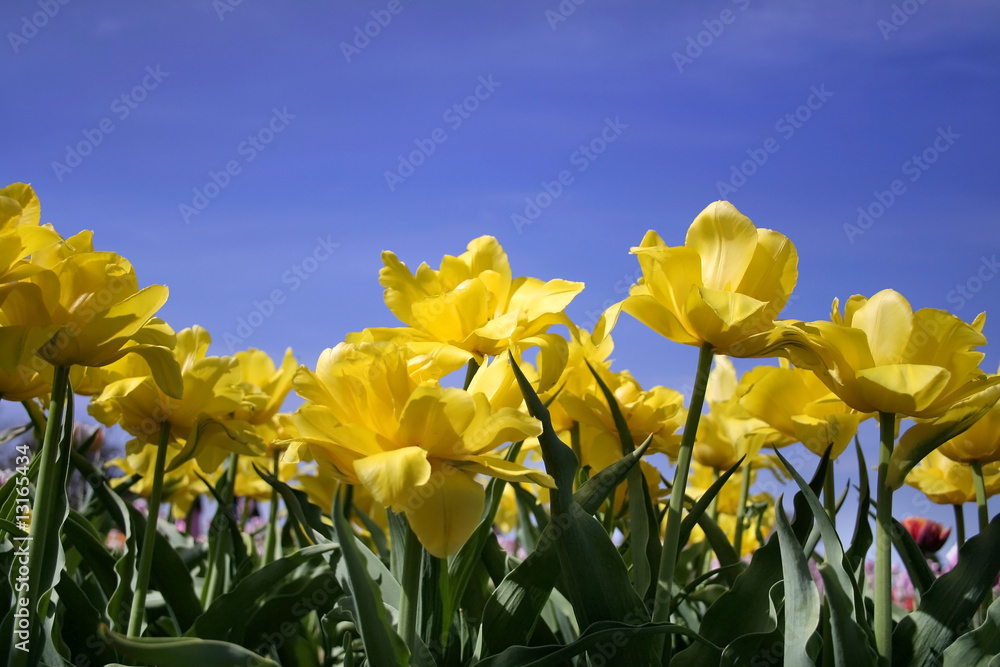 Beautiful Yellow Tulips