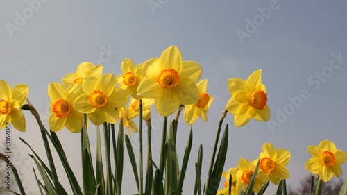 Spring daffodils against blue sky