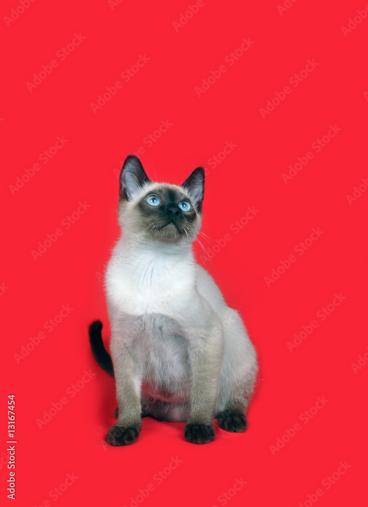Siamese kitten on red background