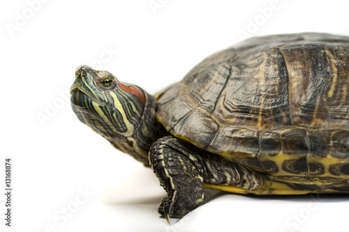 terrapin isolated on a white background.