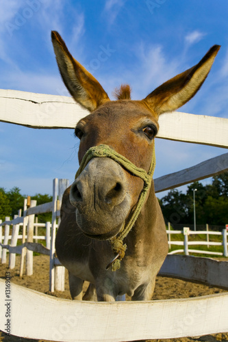 mule
