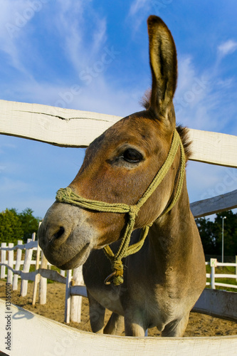 mule