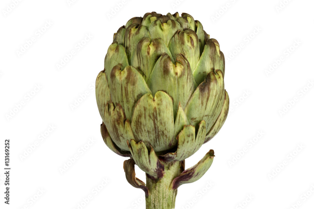 Obraz premium Artischocke