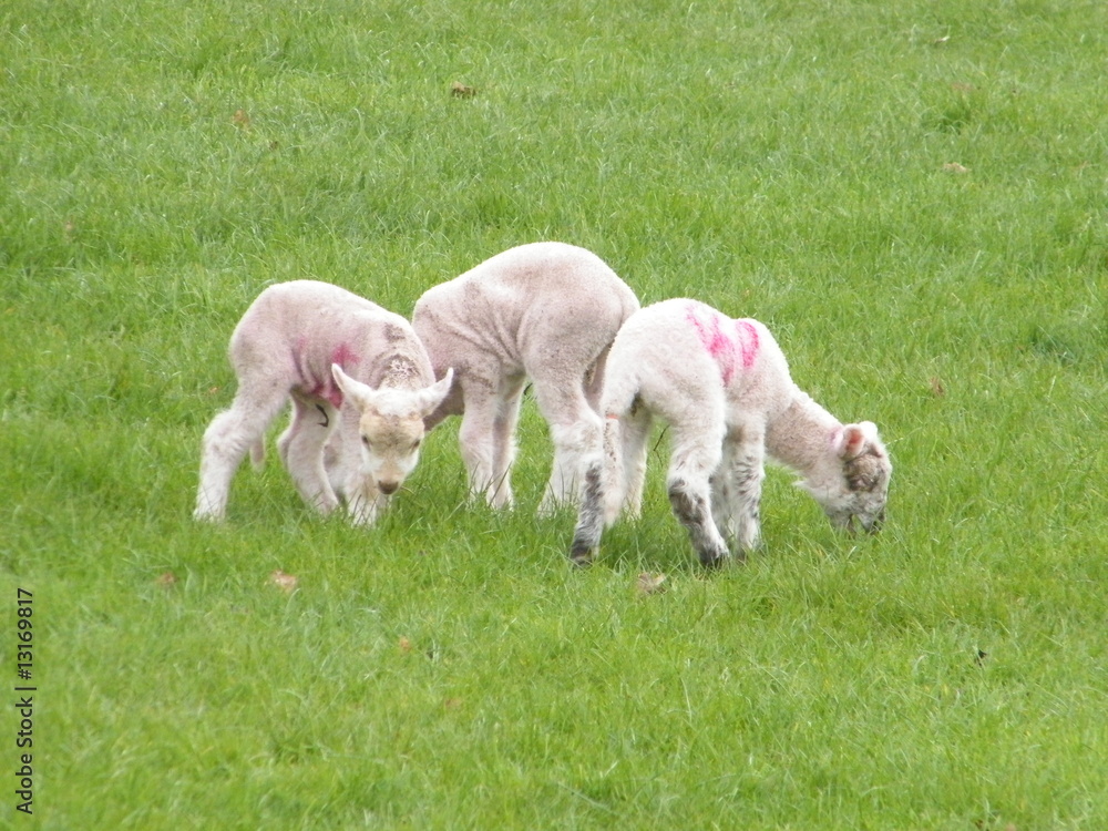 Fototapeta premium 3 Spring Lambs