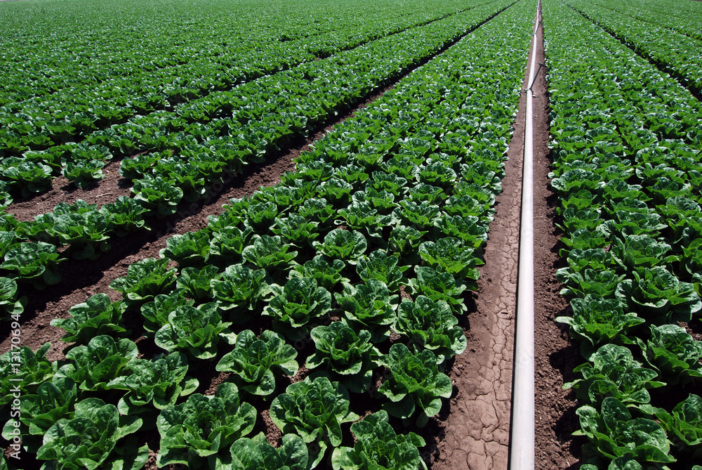 Irrigating spinach fields