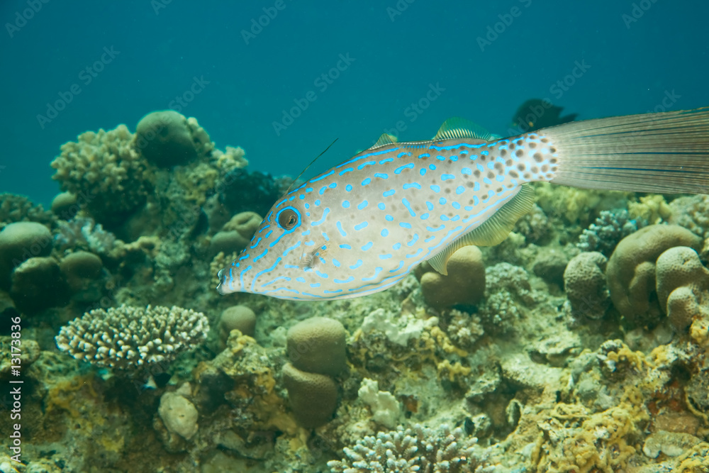 scrawled filefish scrawled filefish