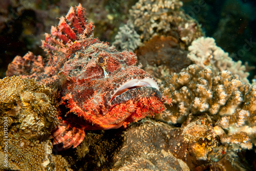 smallscale scorpionfish