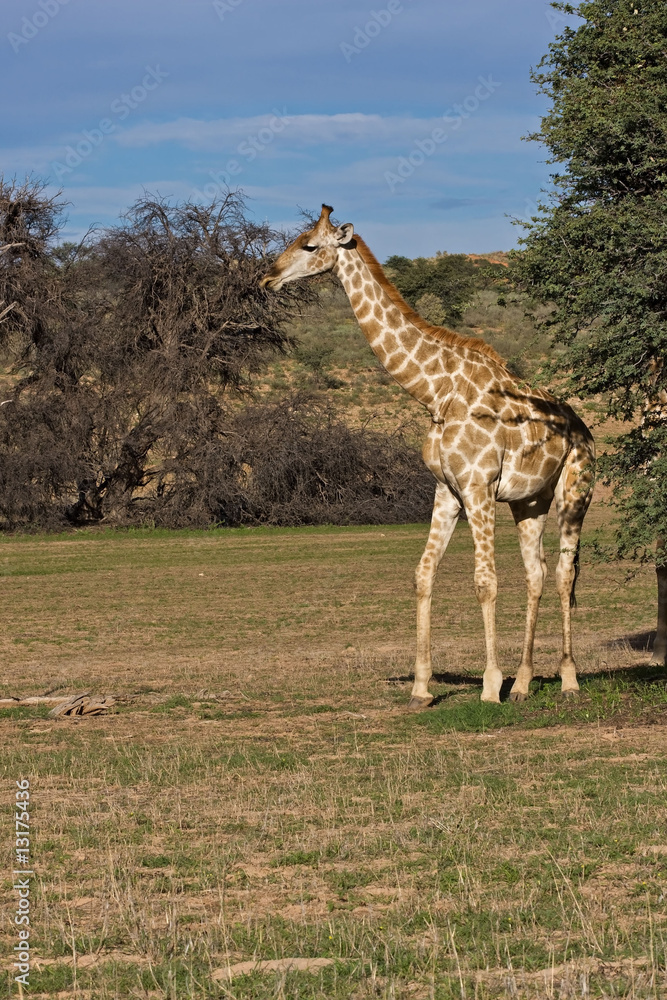 Obraz premium Giraffe