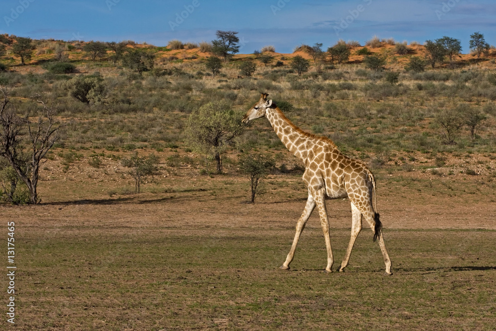 Fototapeta premium Giraffe