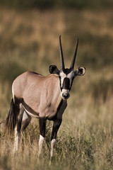 Wandcirkels Antilope Oryx gazella in droge savanne  © Gerrit de Vries