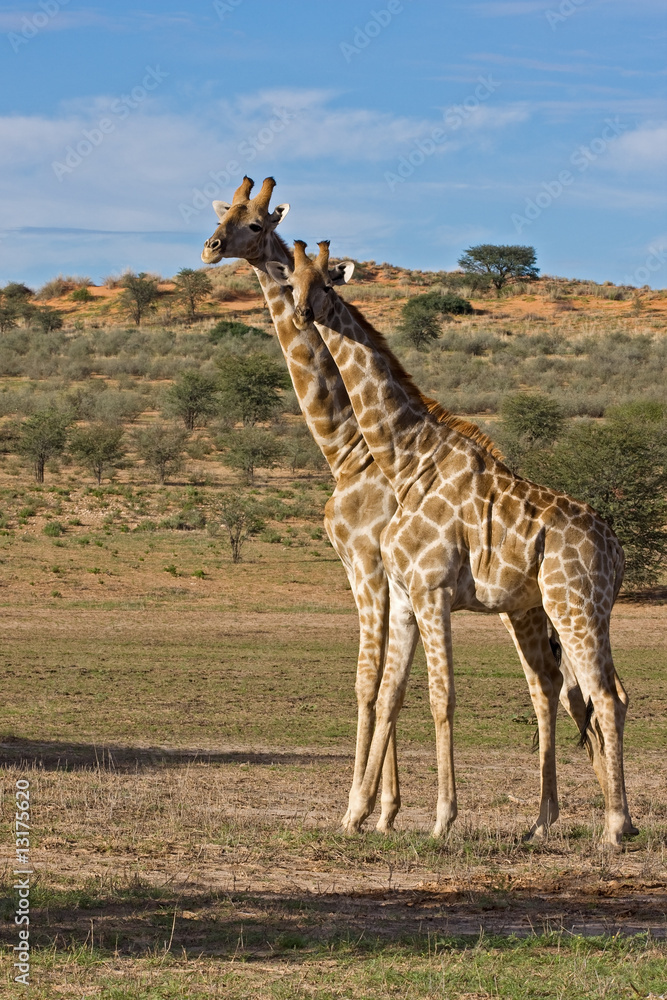 Obraz premium Giraffe