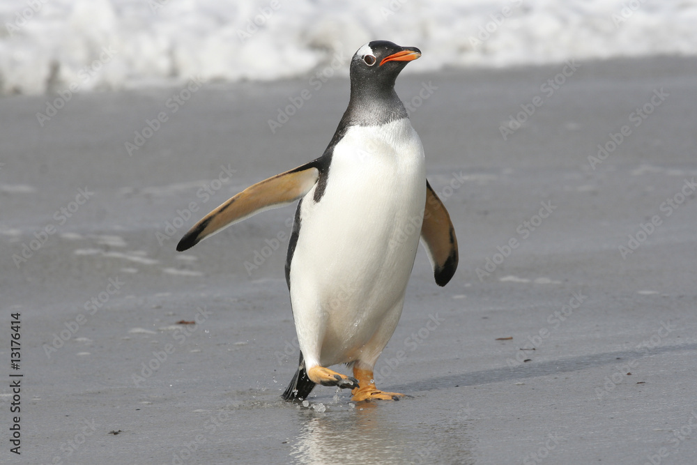 Obraz premium Gentoo penguin walking on the beach