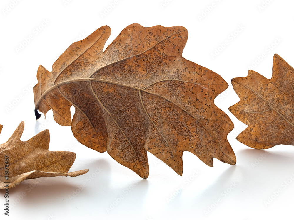 Fototapeta premium Oak Leaves