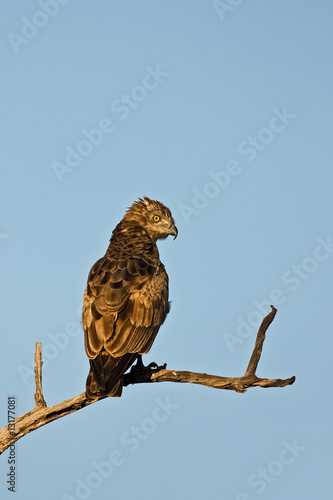 Brown snake-eagle