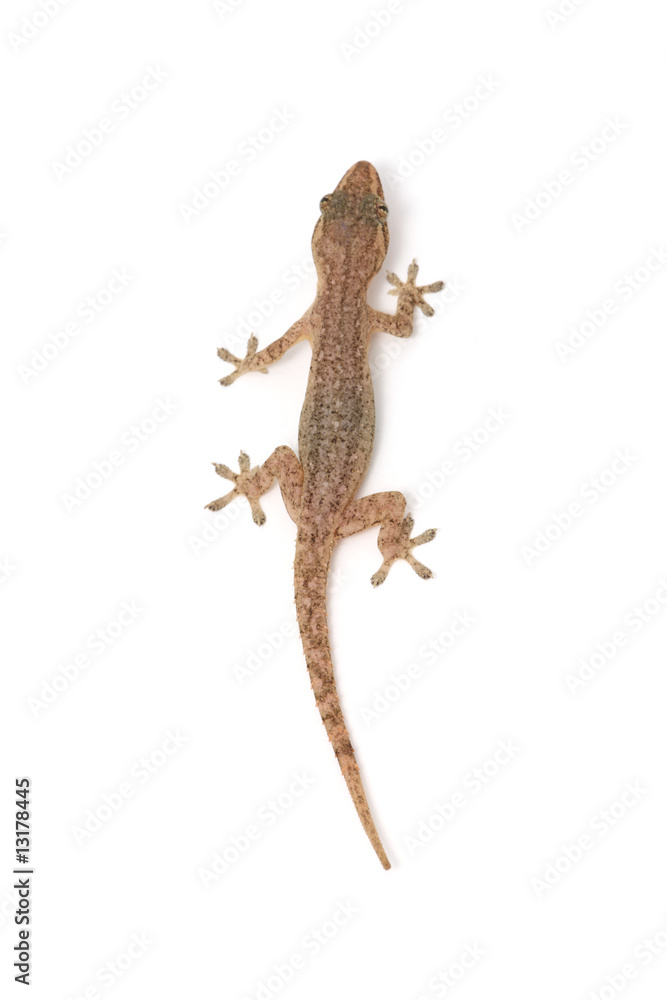 Naklejka premium isolated gecko
