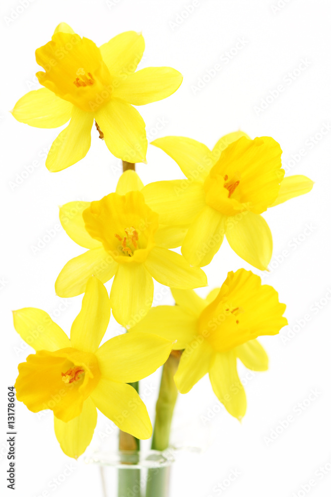 Fototapeta premium daffodils