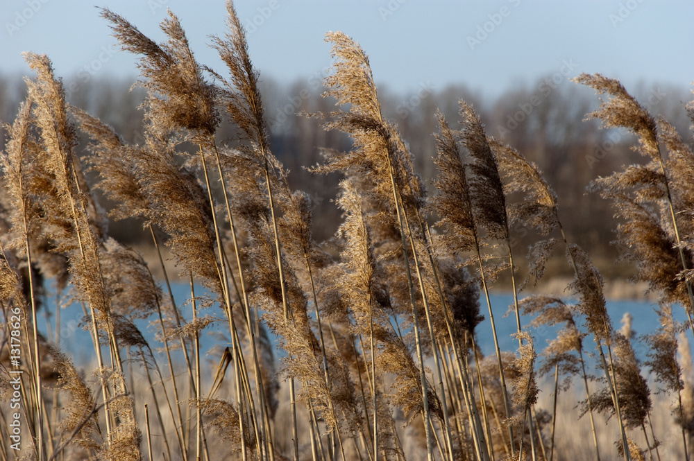Fototapeta premium reed cane