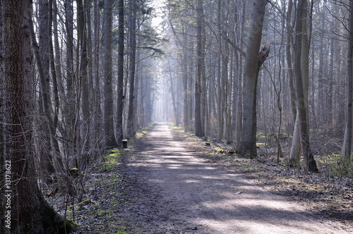 Waldweg