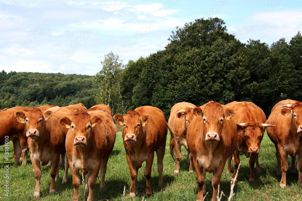 A row of inquisitive Limousin cows