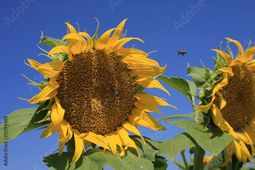 Tournesol