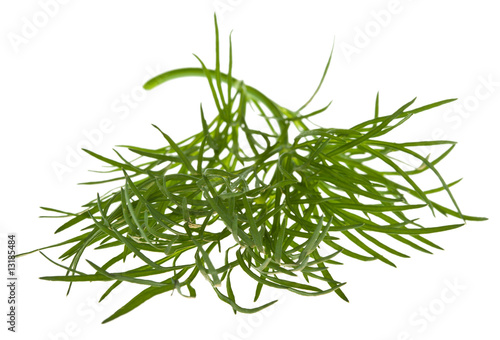 sprig of dill isolated