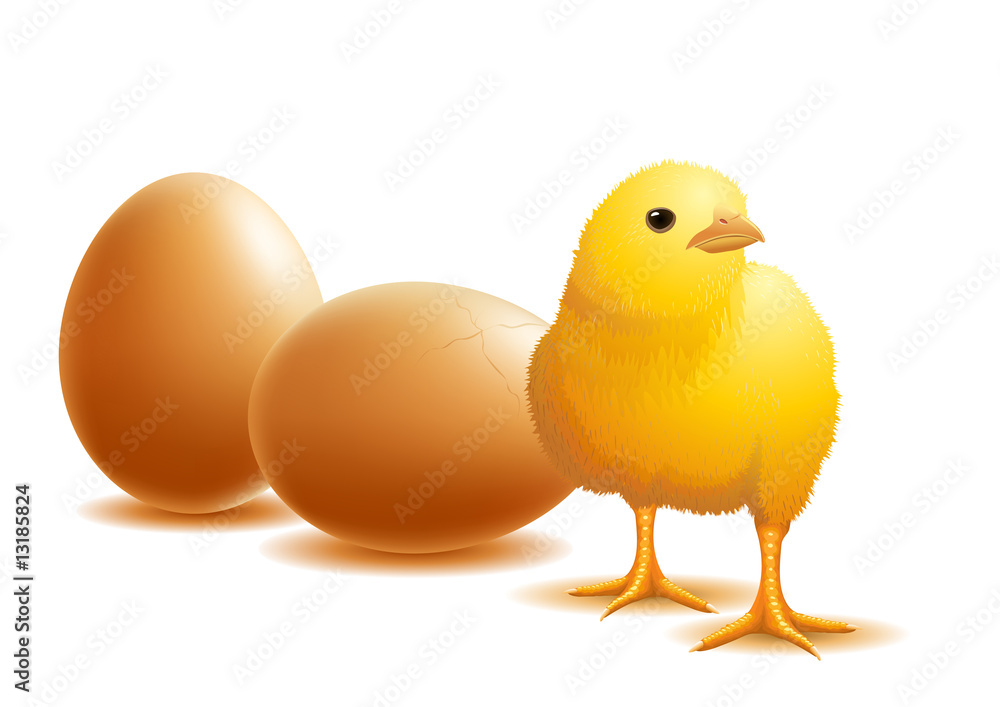 chick and eggs.