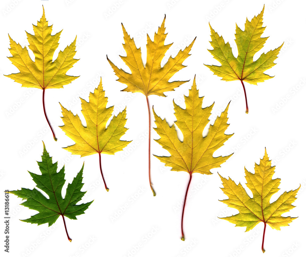 Fototapeta premium many different autumn leaves