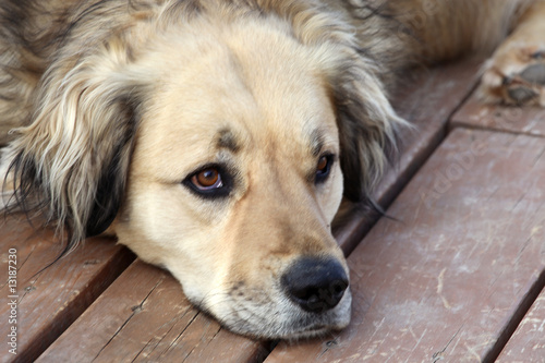 Rescue Dog