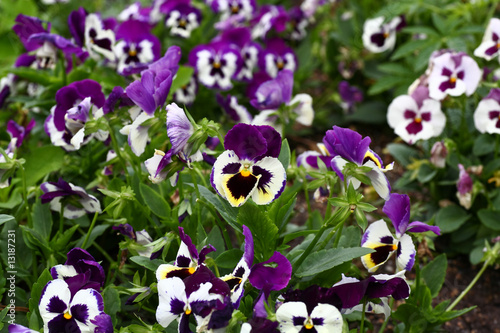 Flowers at a botanic garden photo