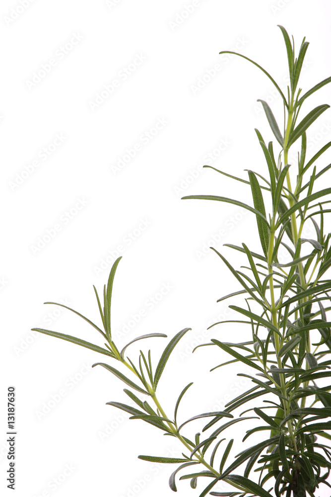 rosemary (rosmarinus officinalis) isolated on white