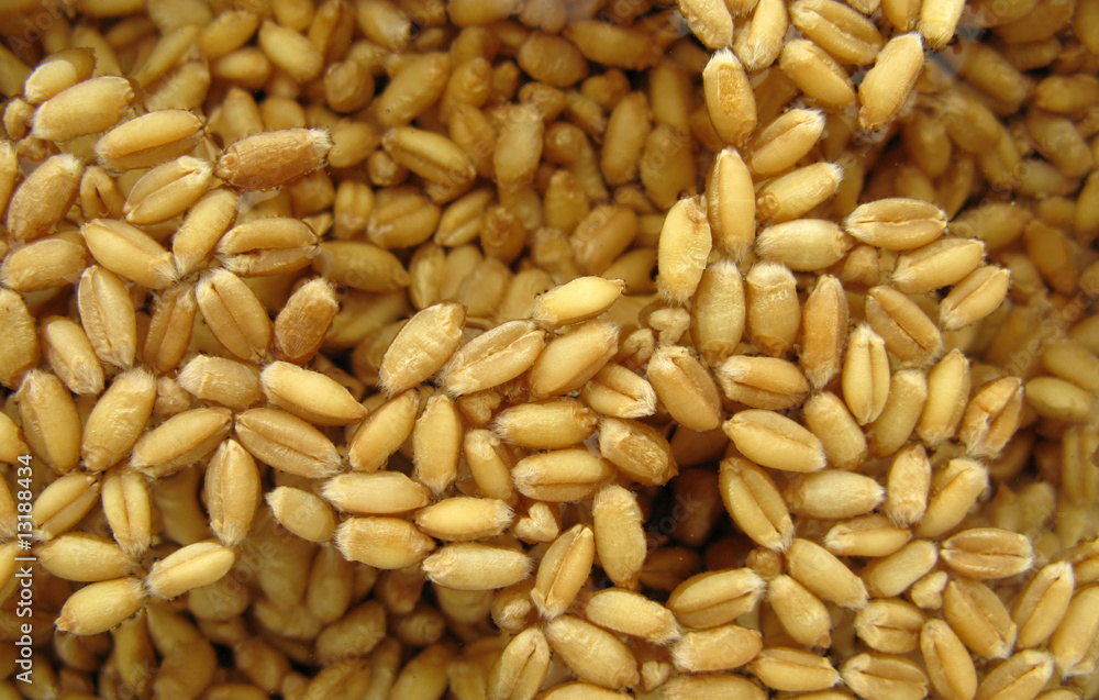Wheat seeds in water Wheat seeds in water