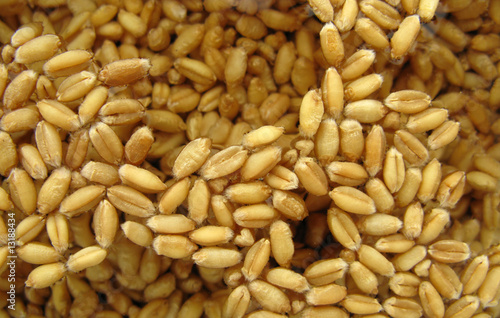 Wheat seeds in water