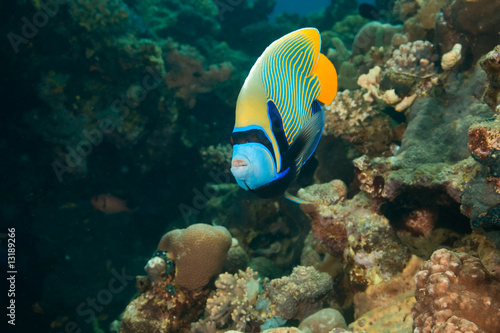 emperor angelfish