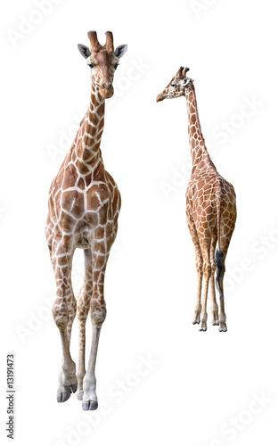 Somali Giraffe young couple cutout