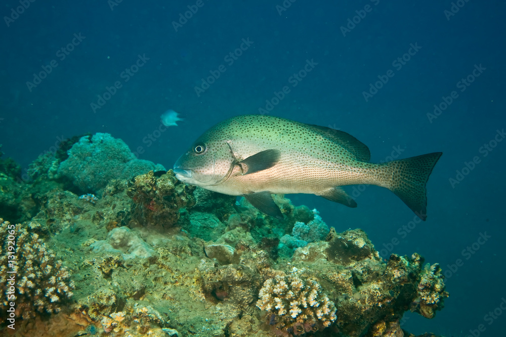 black sweetlips black sweetlips