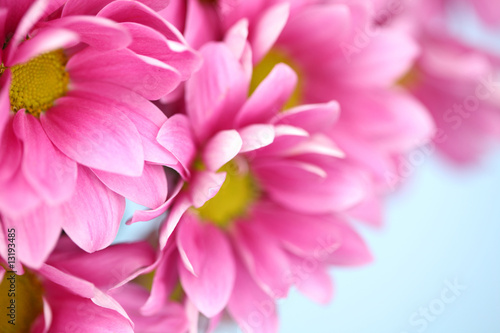 pink chrysanthemum