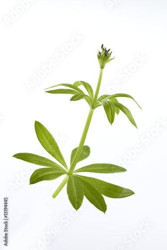 Waldmeister