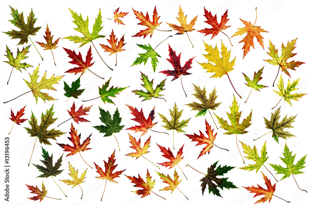 many different autumn leaves many different autumn leaves