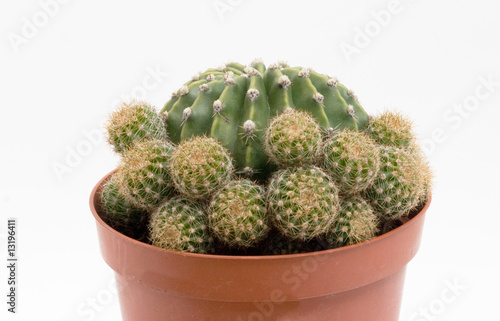 Close up of echinopsis cactus