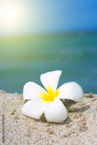 Tropical flower Plumeria on the beach