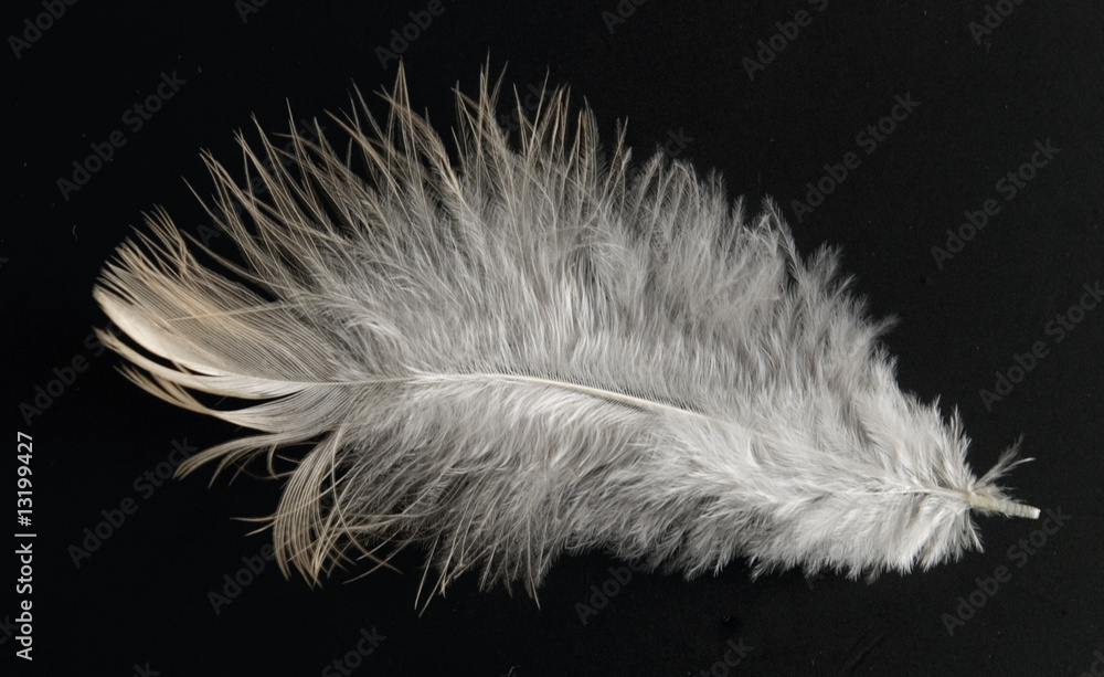 Obraz premium colorful feather