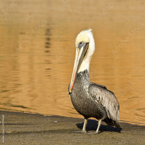 Brown Pelican on the Beach