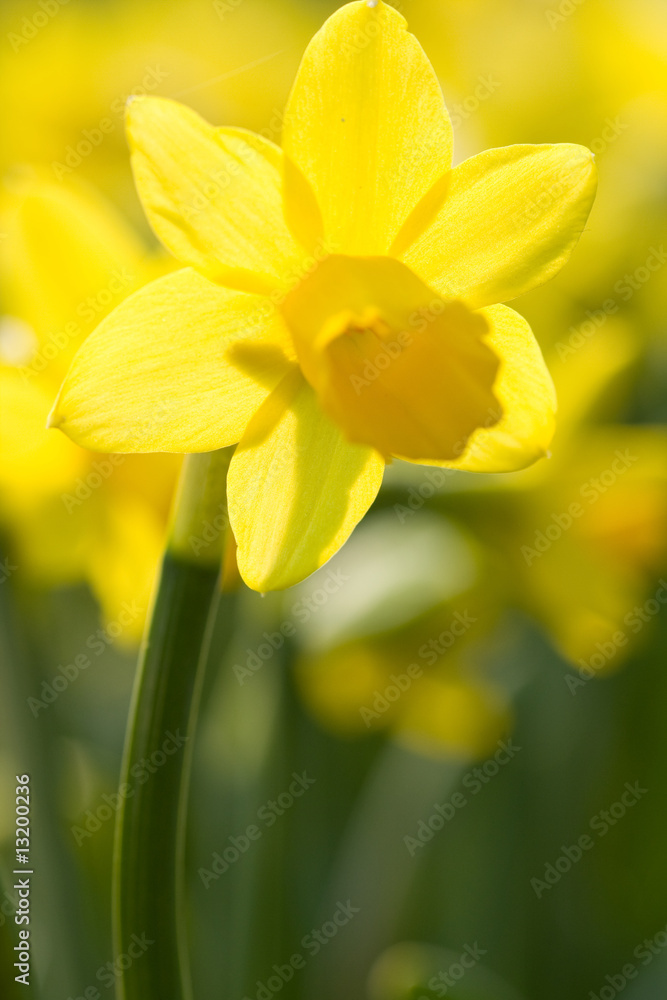 yellow narcissus yellow narcissus
