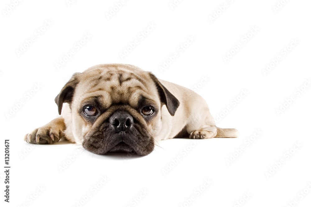 puppy pug puppy pug