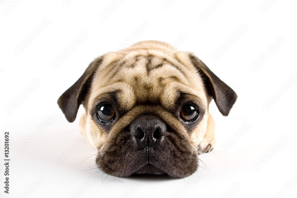 puppy pug closeup - obrazy, fototapety, plakaty 