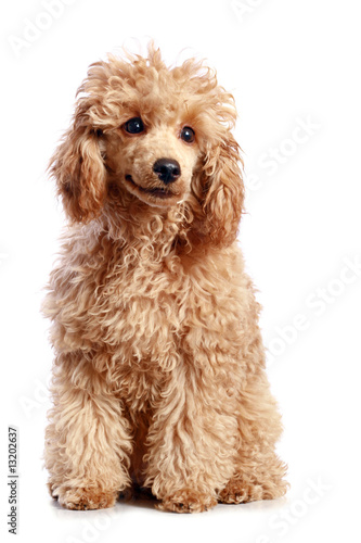 Apricot poodle puppy on white background